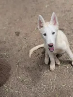 Sid, a male Siberian Husky for sale in Tucson, AZ – 1 of 2