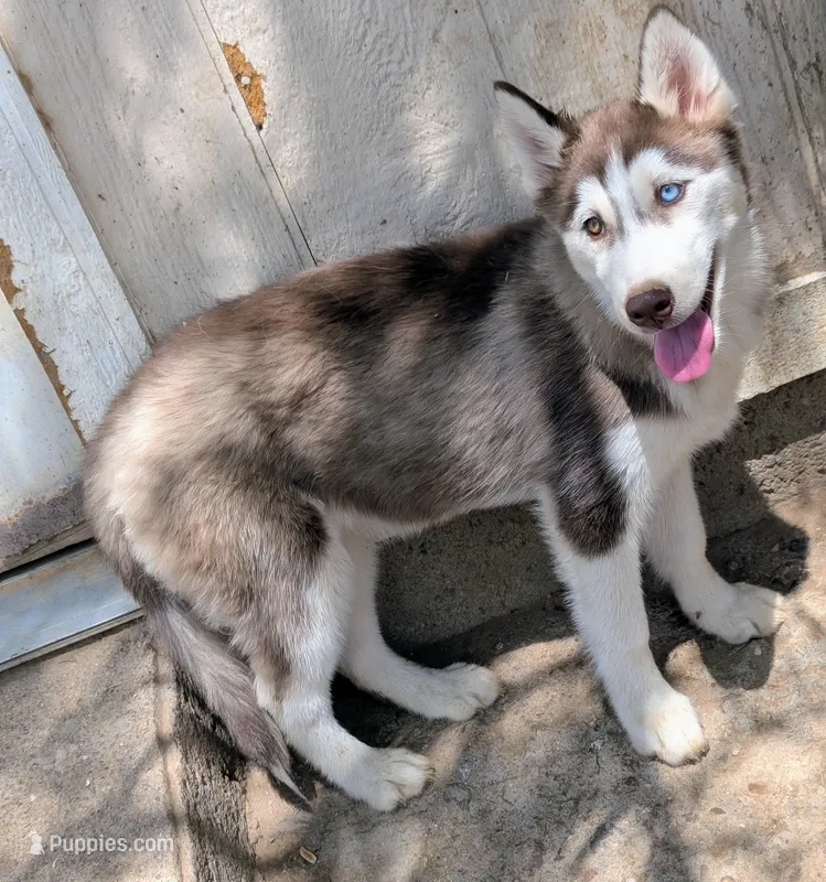 Opal – Siberian Husky puppy for sale in Tucson, AZ