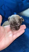 Chunk , a male Shih Tzu and Poodle - Miniature  for sale in Hawthorne, CA – 1 of 1