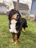 Campbell , a  Bernese Mountain Dog for sale in Berkley, MI – Photo 3 of 4