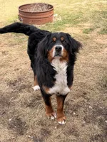 Campbell , a  Bernese Mountain Dog for sale in Berkley, MI – Photo 2 of 4