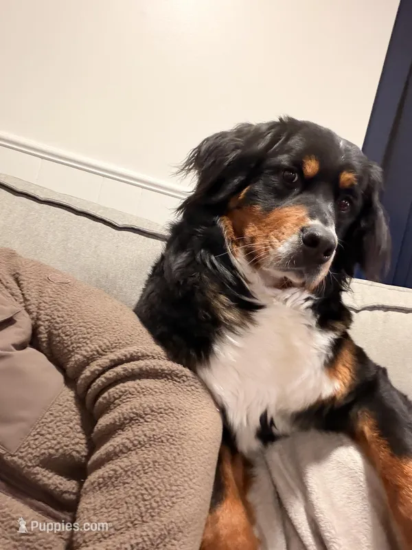 Campbell  – Bernese Mountain Dog puppy for sale in Berkley, MI