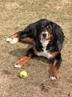 Campbell , a  Bernese Mountain Dog for sale in Berkley, MI – Photo 4 of 4