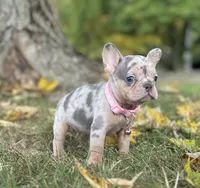 Ava Video Ad, a female French Bulldog for sale in Canton, OH – 7 of 8