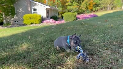 Mason Video Ad, a male French Bulldog for sale in Canton, OH – 5 of 5