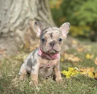Ava Video Ad, a female French Bulldog for sale in Canton, OH – 5 of 8