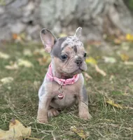 Ava Video Ad, a female French Bulldog for sale in Canton, OH – 6 of 8
