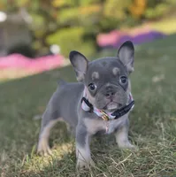 Kova Video Ad, a female French Bulldog for sale in Canton, OH – 3 of 8