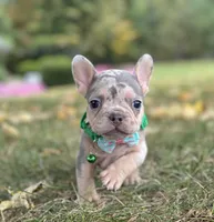 Bella 🌹 , a female French Bulldog for sale in Canton, OH – 2 of 7