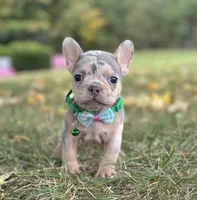 Bella 🌹 , a female French Bulldog for sale in Canton, OH – 4 of 7