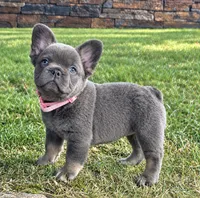Chai, a female French Bulldog for sale in Canton, OH – 2 of 5