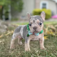 Bella 🌹 , a female French Bulldog for sale in Canton, OH – 6 of 7