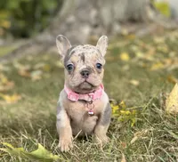 Ava Video Ad, a female French Bulldog for sale in Canton, OH – 4 of 8