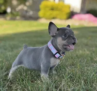 Kova Video Ad, a female French Bulldog for sale in Canton, OH – 7 of 8