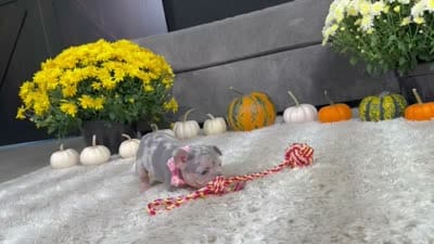 Ava Video Ad, a female French Bulldog for sale in Canton, OH – 8 of 8