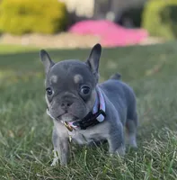 Kova Video Ad, a female French Bulldog for sale in Canton, OH – 4 of 8