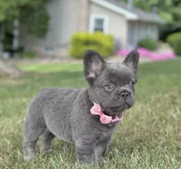 Chai, a female French Bulldog for sale in Canton, OH – 4 of 5
