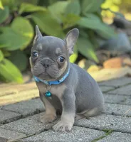 Mason Video Ad, a male French Bulldog for sale in Canton, OH – 2 of 5