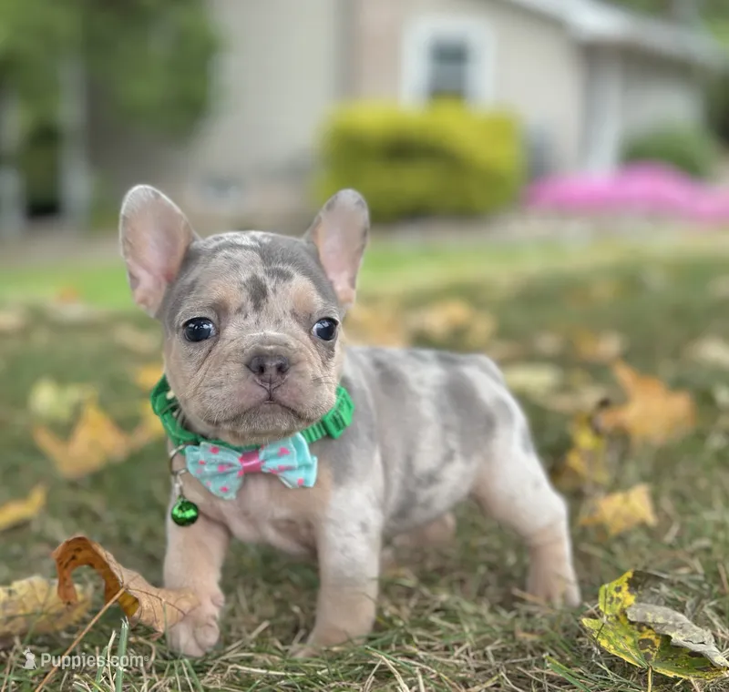 Bella 🌹  – French Bulldog puppy for sale in Canton, OH