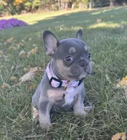Kova Video Ad, a female French Bulldog for sale in Canton, OH – 5 of 8