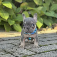 Mason Video Ad, a male French Bulldog for sale in Canton, OH – 4 of 5