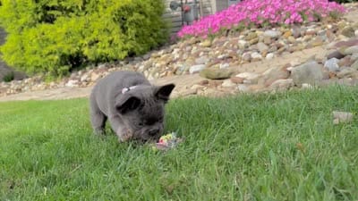 Chai, a female French Bulldog for sale in Canton, OH – 5 of 5