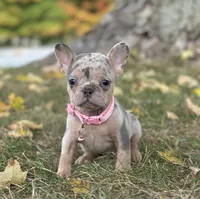 Ava Video Ad, a female French Bulldog for sale in Canton, OH – 3 of 8