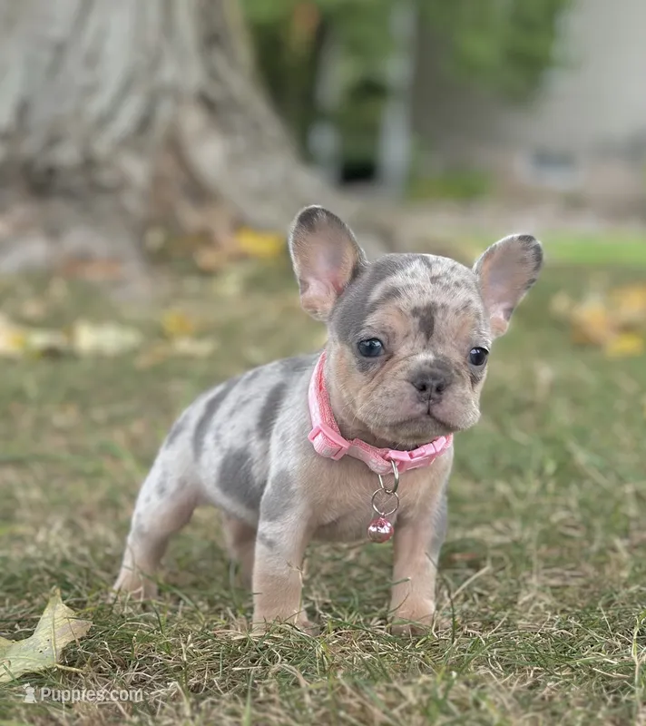 Ava Video Ad – French Bulldog puppy for sale in Canton, OH