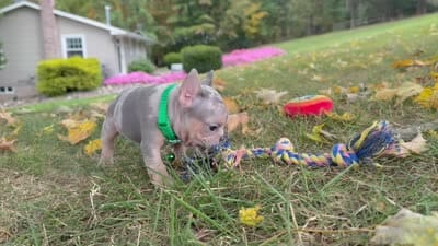 Bella 🌹 , a female French Bulldog for sale in Canton, OH – 7 of 7