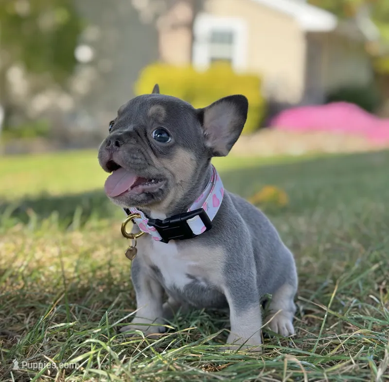 Kova Video Ad – French Bulldog puppy for sale in Canton, OH