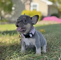 Kova Video Ad, a female French Bulldog for sale in Canton, OH – 1 of 8