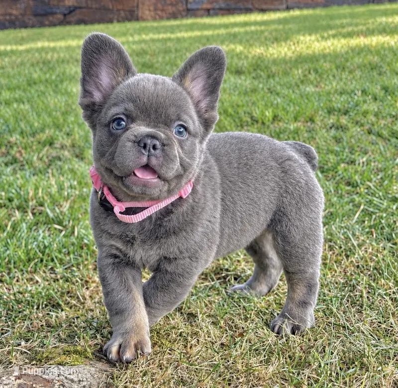 Chai – French Bulldog puppy for sale in Canton, OH