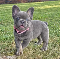 Chai, a female French Bulldog for sale in Canton, OH – 1 of 5
