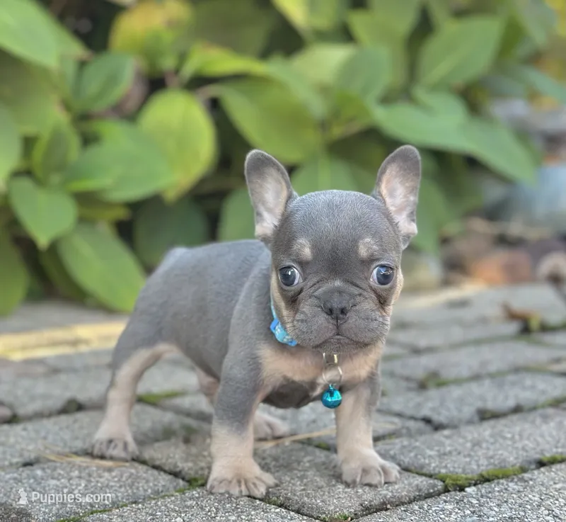 Mason Video Ad – French Bulldog puppy for sale in Canton, OH