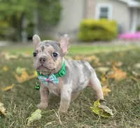Bella 🌹 , a female French Bulldog for sale in Canton, OH – 5 of 7