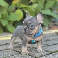 Mason Video Ad, a male French Bulldog for sale in Canton, OH – 3 of 5
