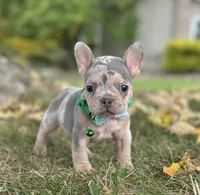 Bella 🌹 , a female French Bulldog for sale in Canton, OH – 3 of 7