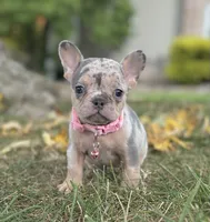 Ava Video Ad, a female French Bulldog for sale in Canton, OH – 2 of 8