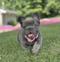 Chai, a female French Bulldog for sale in Canton, OH – 3 of 5