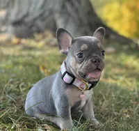 Kova Video Ad, a female French Bulldog for sale in Canton, OH – 6 of 8