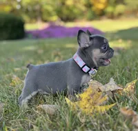 Kova Video Ad, a female French Bulldog for sale in Canton, OH – 2 of 8