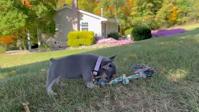 Kova Video Ad, a female French Bulldog for sale in Canton, OH – 8 of 8