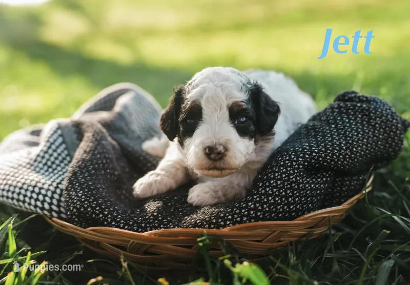 Jett – Miniature Bernedoodle puppy for sale in Oklahoma City, OK