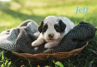 Jett, a male Miniature Bernedoodle for sale in Fort Worth, TX – Photo 3 of 7