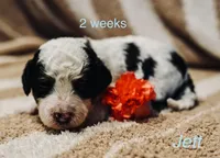 Jett, a male Miniature Bernedoodle for sale in Fort Worth, TX – Photo 4 of 7