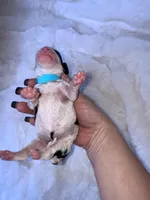 Jett, a male Miniature Bernedoodle for sale in Stuart, OK – Photo 4 of 5