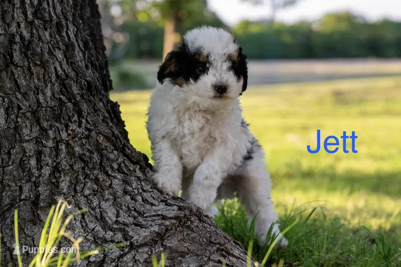 Jett – Miniature Bernedoodle puppy for sale in Oklahoma City, OK