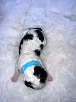 Jett, a male Miniature Bernedoodle for sale in Stuart, OK – Photo 3 of 5