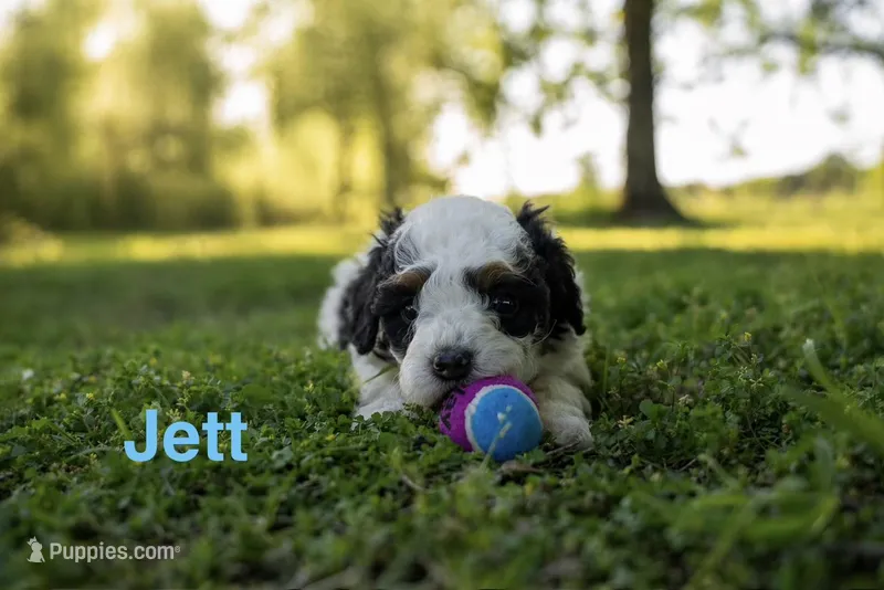 Jett, a male Miniature Bernedoodle for sale in Fort Worth, TX – Photo 1 of 7