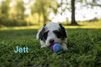 Jett, a male Miniature Bernedoodle for sale in Fort Worth, TX – Photo 1 of 7